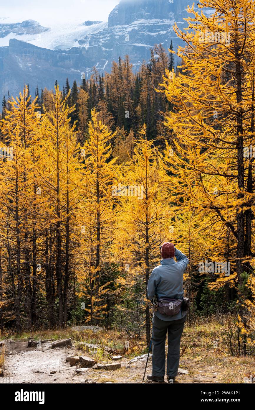 Touristen wandern im Lärchtal. Banff National Park, Kanadische Rockies, Alberta, Kanada. Goldener gelber Lärchenwald in der Herbstsaison. Tal der zehn Stockfoto