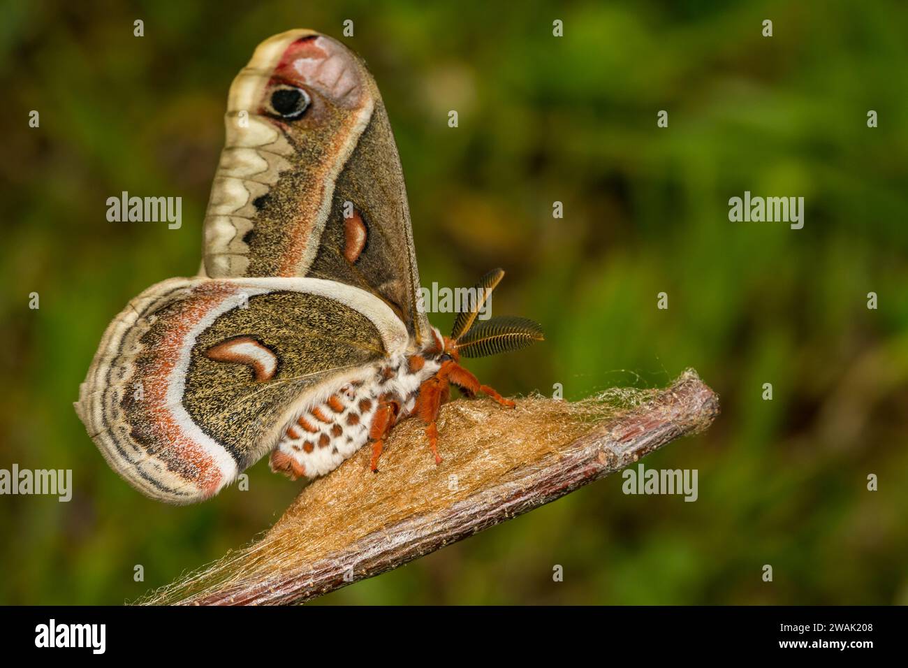 Cecropia Moth - Hyalophora cecropia Stockfoto