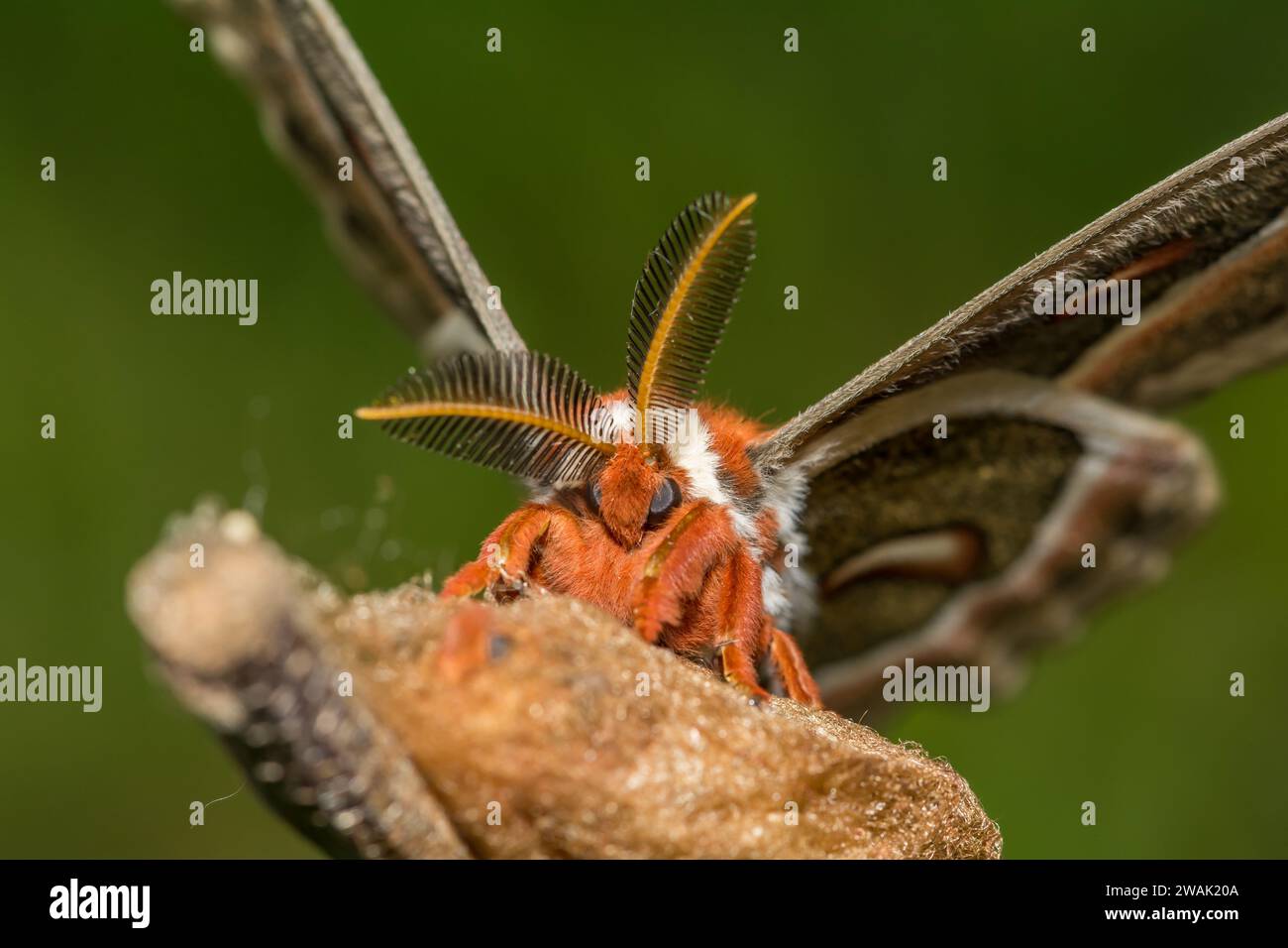 Cecropia Moth - Hyalophora cecropia Stockfoto