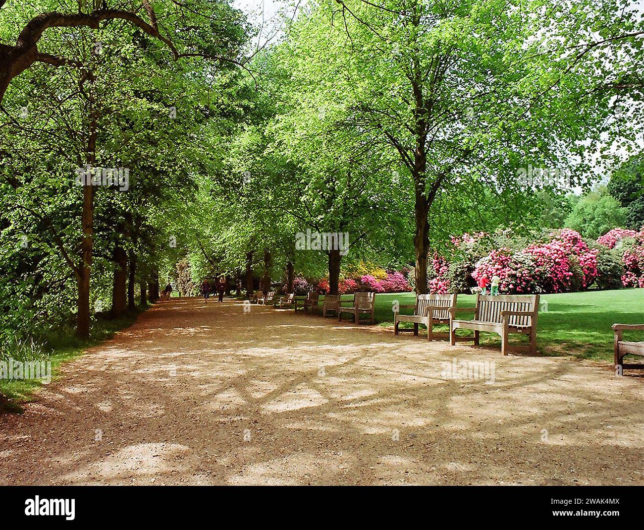 Die Promenade in Kenwood, Hampstead Heath, London Mitte Mai mit Rhododendron und Azalias in voller Blüte. Dieses Bild strahlt Atmosphäre und Wohlbefinden aus Stockfoto