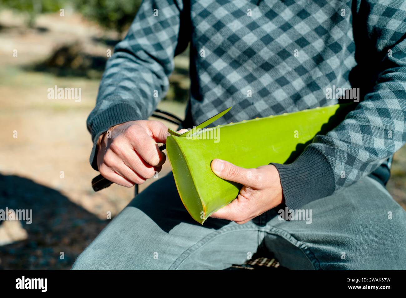 Ein Mann schneidet die gezackten Kanten eines Aloe Vera-Blattes auf einer Bio-Farm Stockfoto