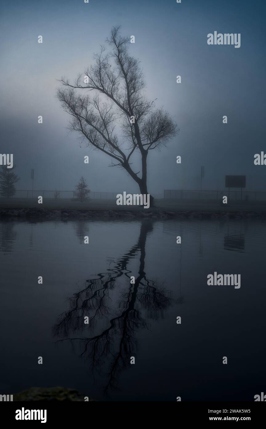 Ein einzelner Baum am Ufer eines ruhigen Flusses, umgeben von Nebel. Stockfoto