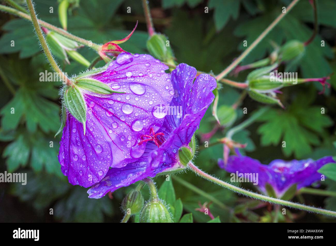 Geranium Rozanne lila Blumen fangen Regentropfen Stockfoto