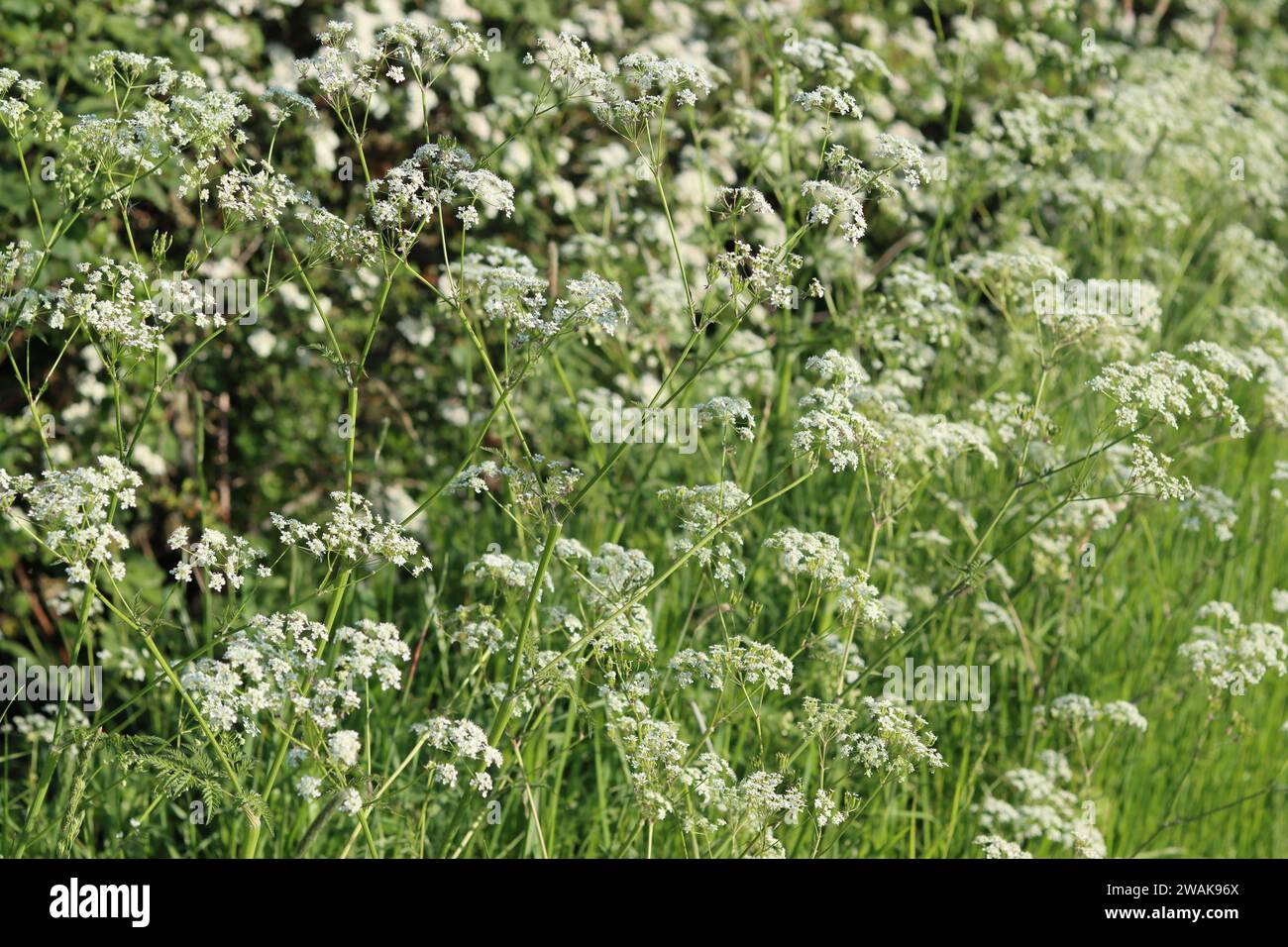 Kuh-Petersilie im Frühlingssonnenschein, in einer Wildblumenkante vor einer dicken Hecke Stockfoto