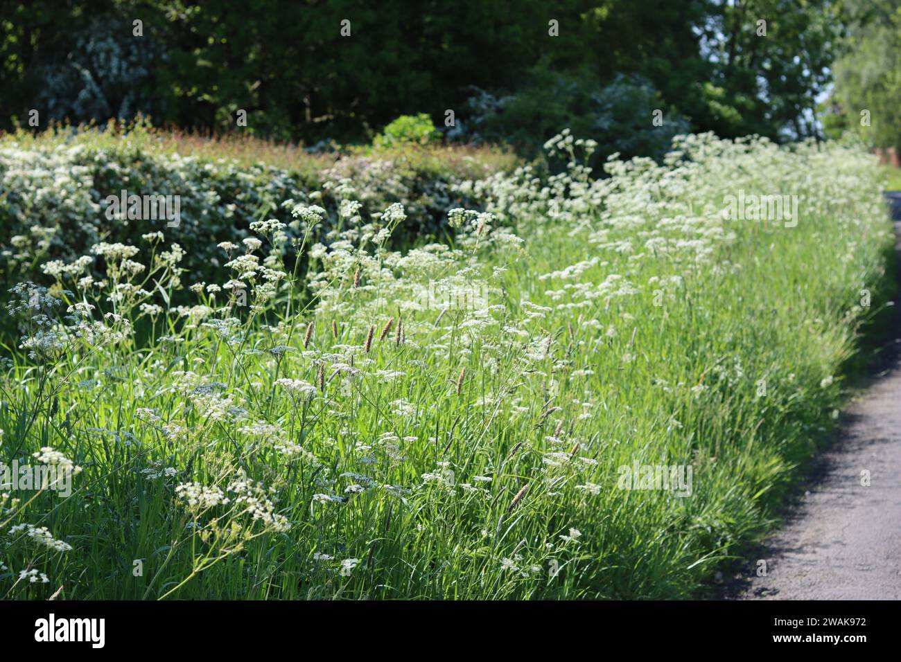 Kuh-Petersilie im Frühlingssonnenschein, in einer Wildblumenkante vor einer dicken Hecke Stockfoto