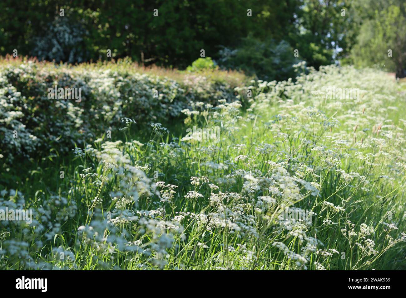 Kuh-Petersilie im Frühlingssonnenschein, in einer Wildblumenkante vor einer dicken Hecke Stockfoto