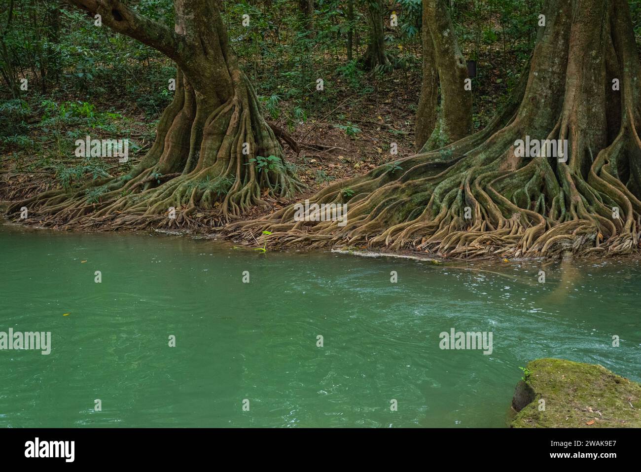 Banyan-Bäume mit bizarren Wurzeln am Fluss im Chet Sao Noi Nationalpark, Thailand. Stockfoto