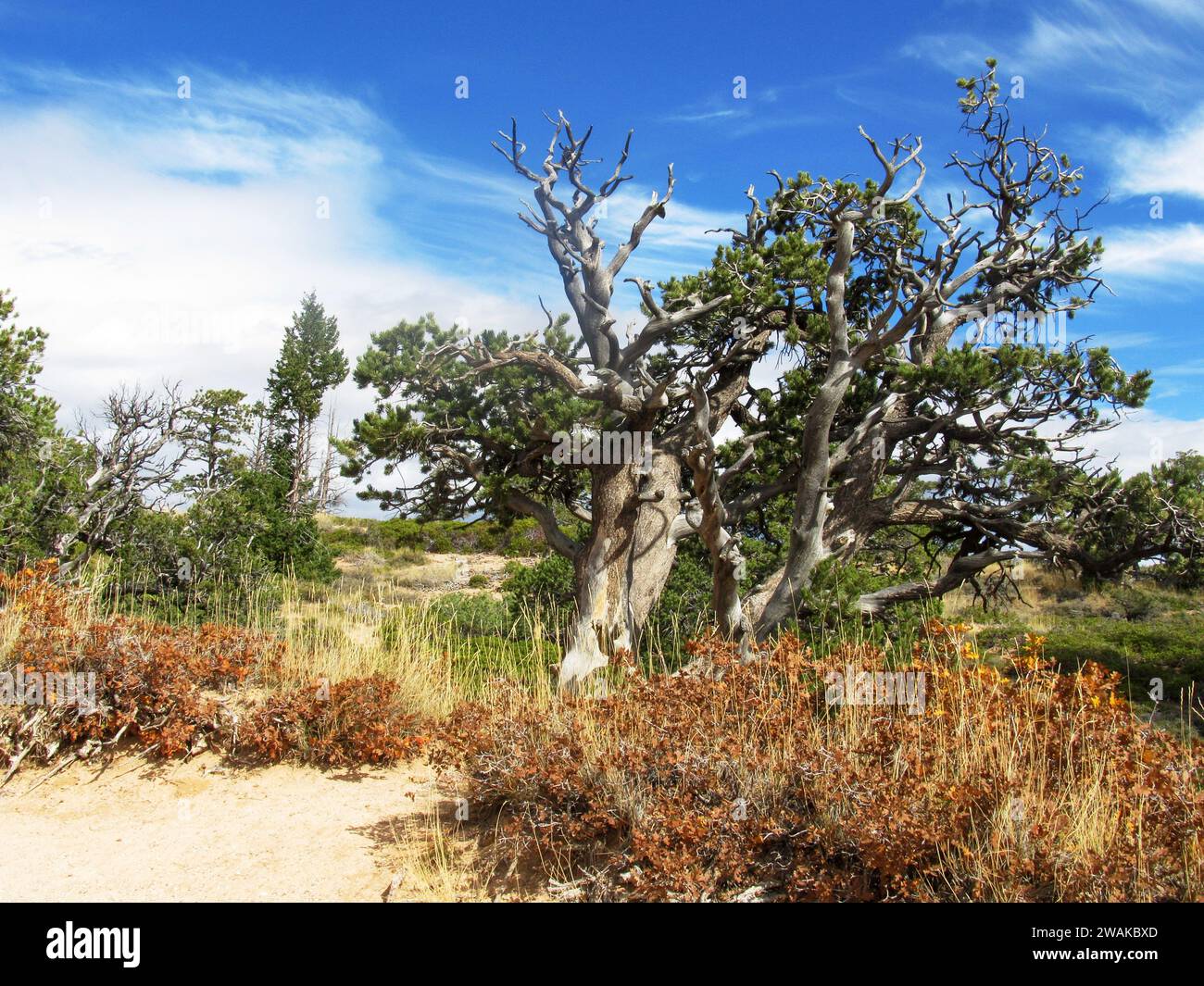 Eine kräftige Bristlecone Pine, die am Rand des Paunsaugunt Plateaus im Bryce Canyon wächst. Stockfoto