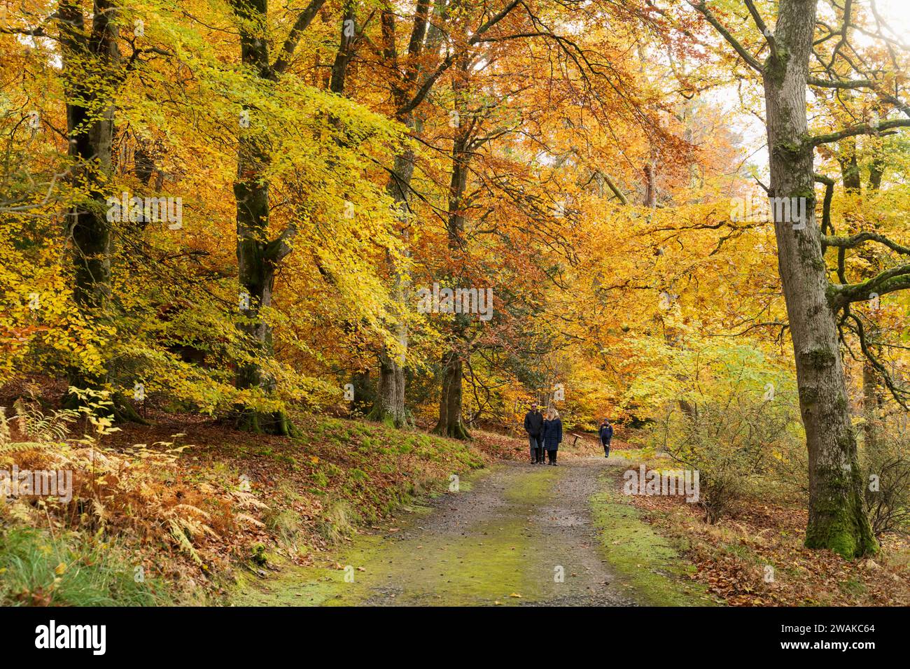 Dawyck Gardens in der Nähe von Peebles in Südschottland, im Herbst. Die Gärten der Royal Horticultural Society of Scotland sind in der Saison öffentlich zugänglich. Stockfoto