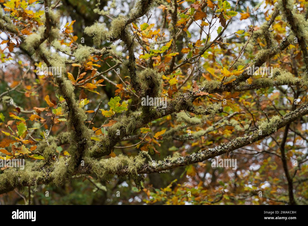 Dawyck Gardens in der Nähe von Peebles in Südschottland, im Herbst. Die Gärten der Royal Horticultural Society of Scotland sind in der Saison öffentlich zugänglich. Stockfoto