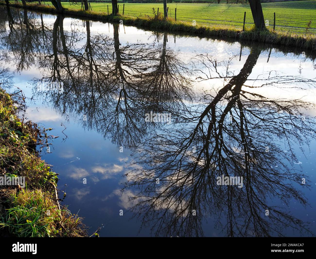 Winterbaumspiegelungen im Ripon Canal Ripon North Yorkshire England Stockfoto