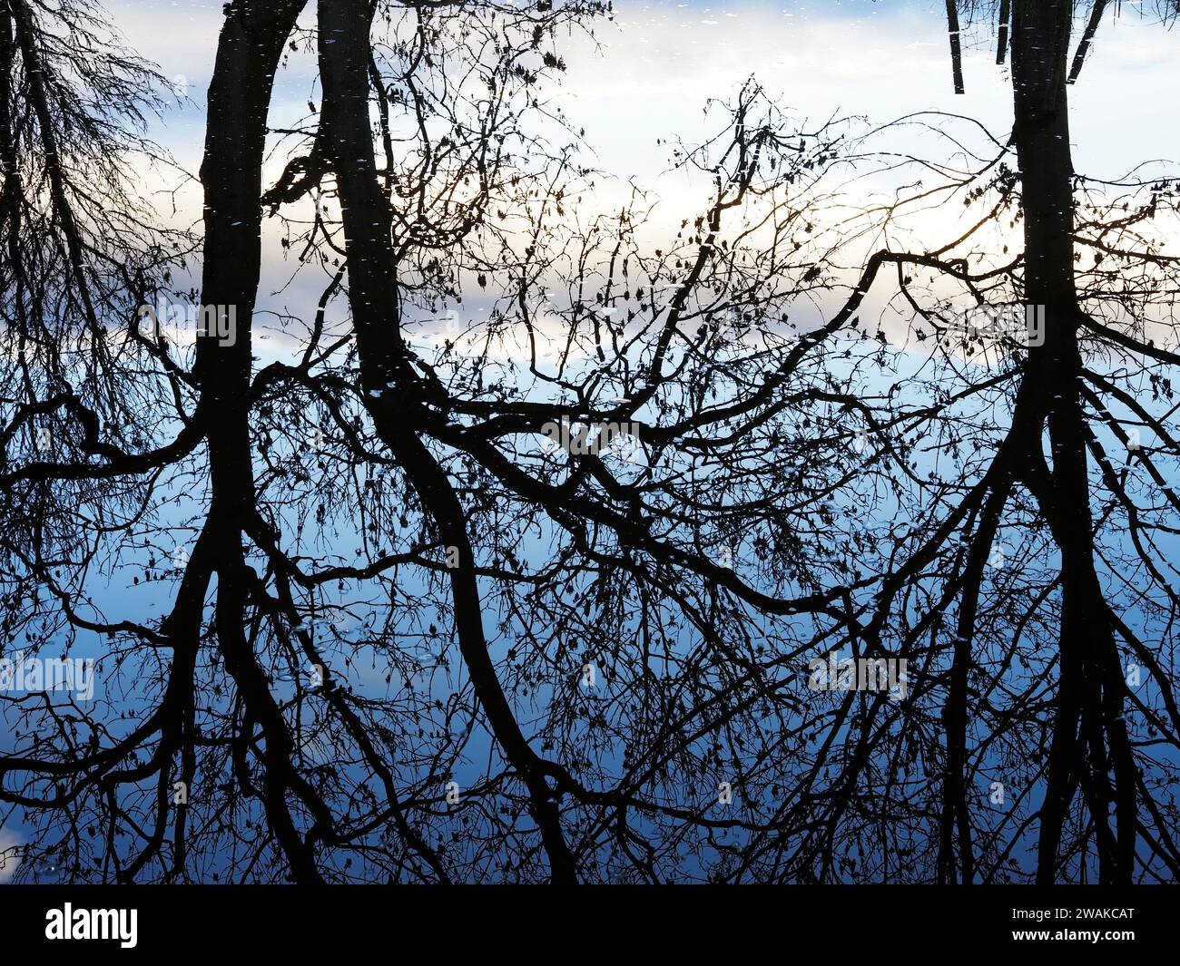 Winterbaumspiegelungen im Ripon Canal Ripon North Yorkshire England Stockfoto
