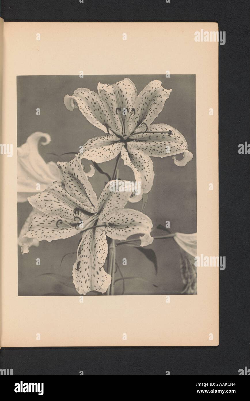 Japanse Lelie, Kazumasa Ogawa, C. 1890 -in oder vor 1895 photomechanisches Druckpapier Kollotype Flowers: lily Stockfoto