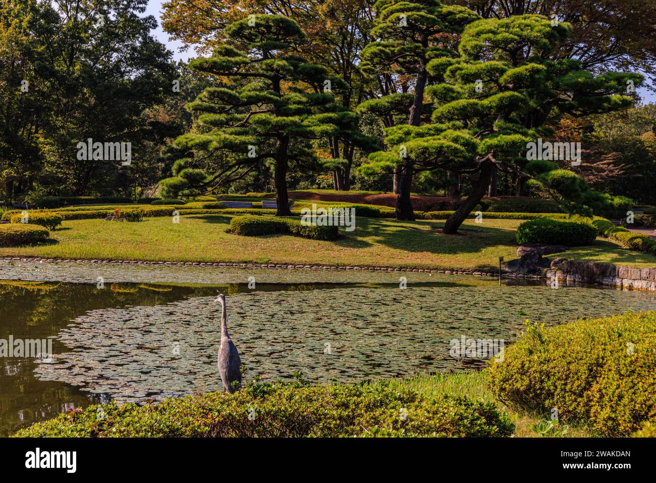 An einem sonnigen Herbsttag wacht ein grauer Reiher über den ruhigen Lilienteich der formellen Ostgärten des Kaiserpalastes von tokio Stockfoto