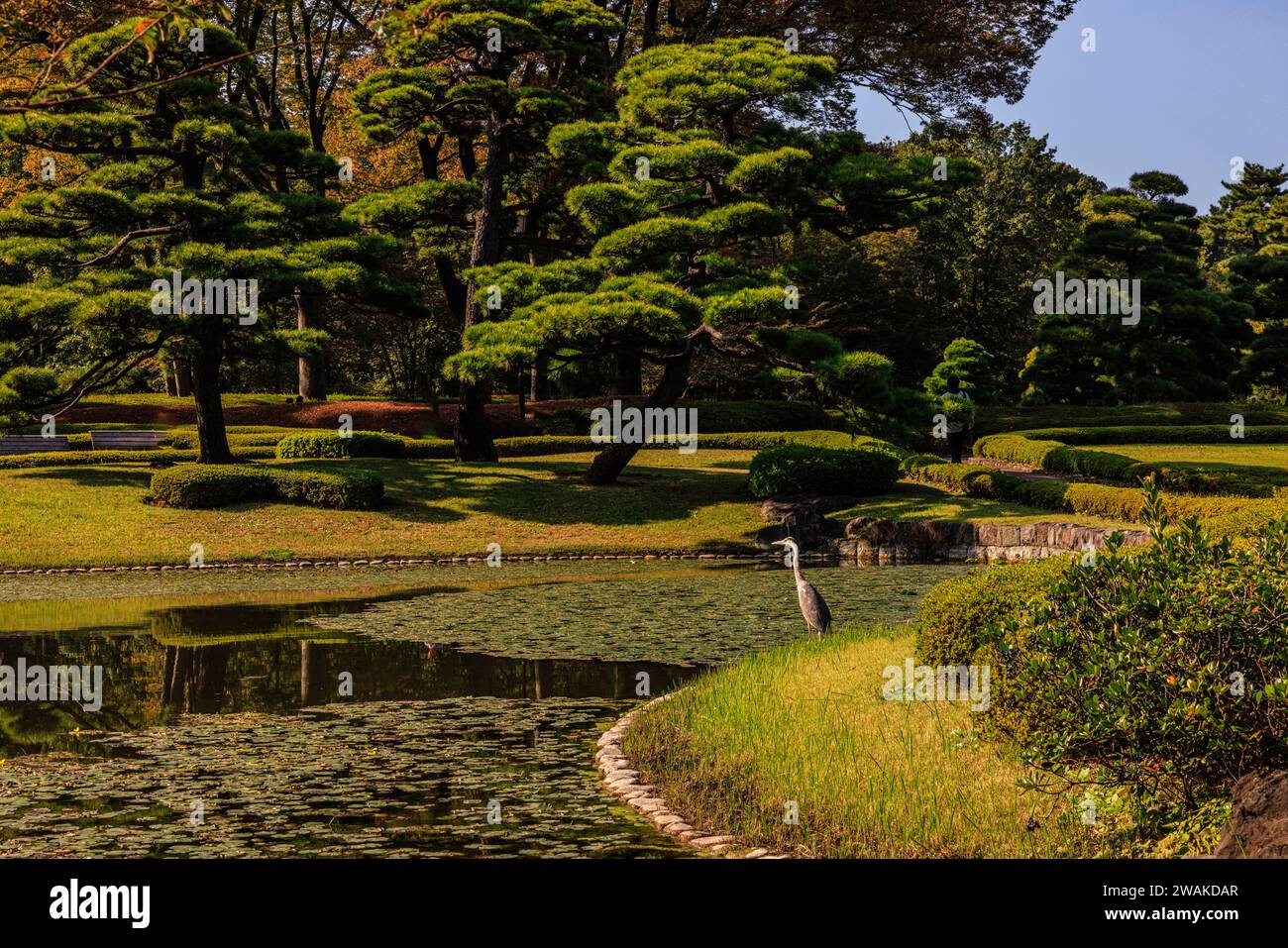 An einem sonnigen Herbsttag wacht ein grauer Reiher über den ruhigen Lilienteich der formellen Ostgärten des Kaiserpalastes von tokio Stockfoto