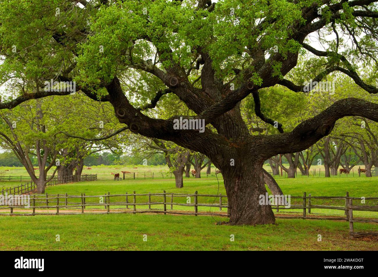 LBJ Ranch Obstgarten und Weide, Lyndon B. Johnson National Historical Park, Texas Stockfoto