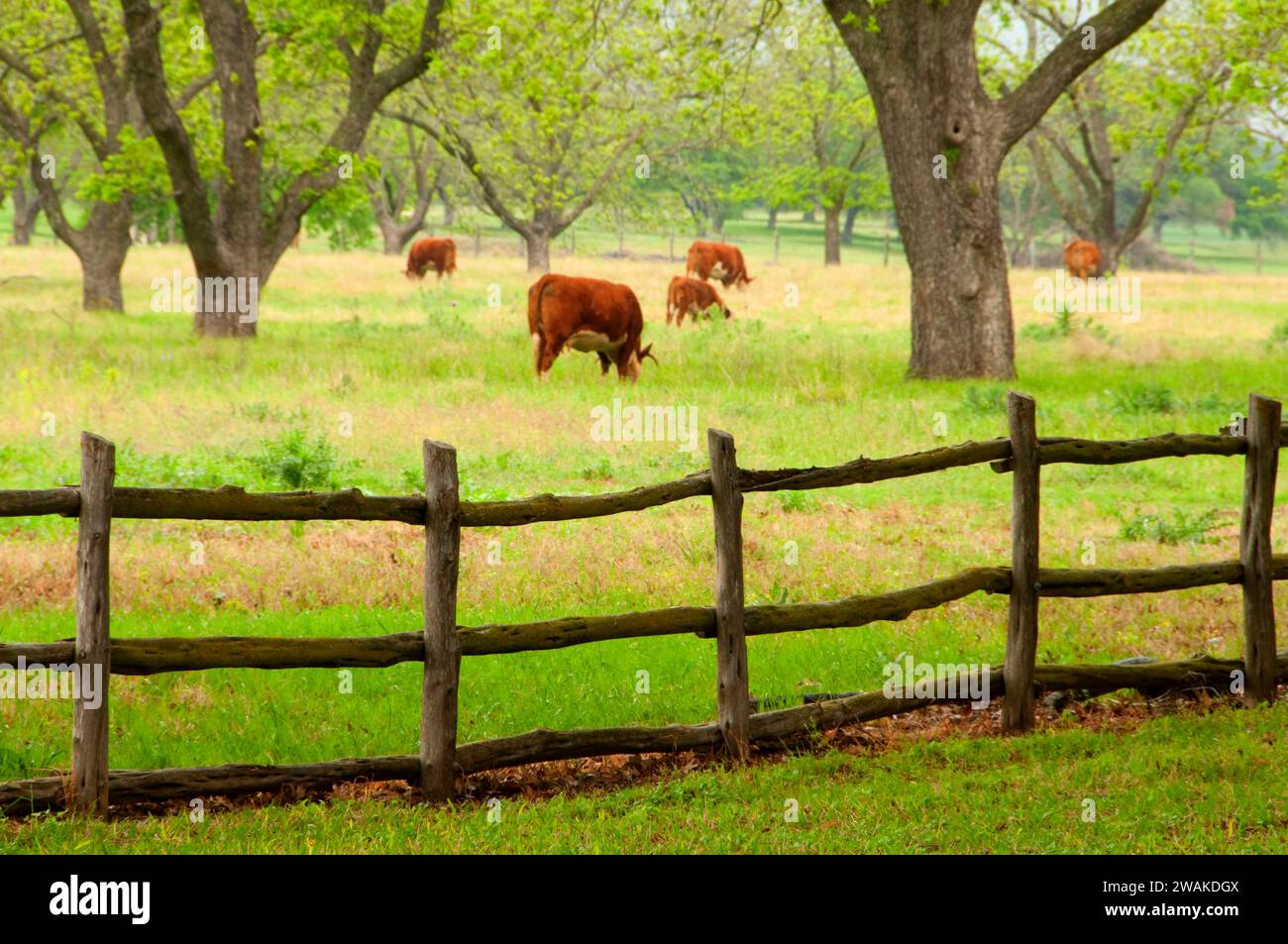 LBJ Ranch Obstgarten und Weide, Lyndon B. Johnson National Historic Park, Texas Stockfoto