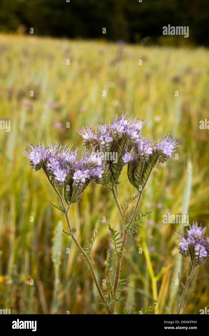 Großbritannien, England, Oxfordshire, Shelswell, Phacelia tanacetifolia Blüten Spitzen phacelia, Blue tansy oder Lila tansy Stockfoto