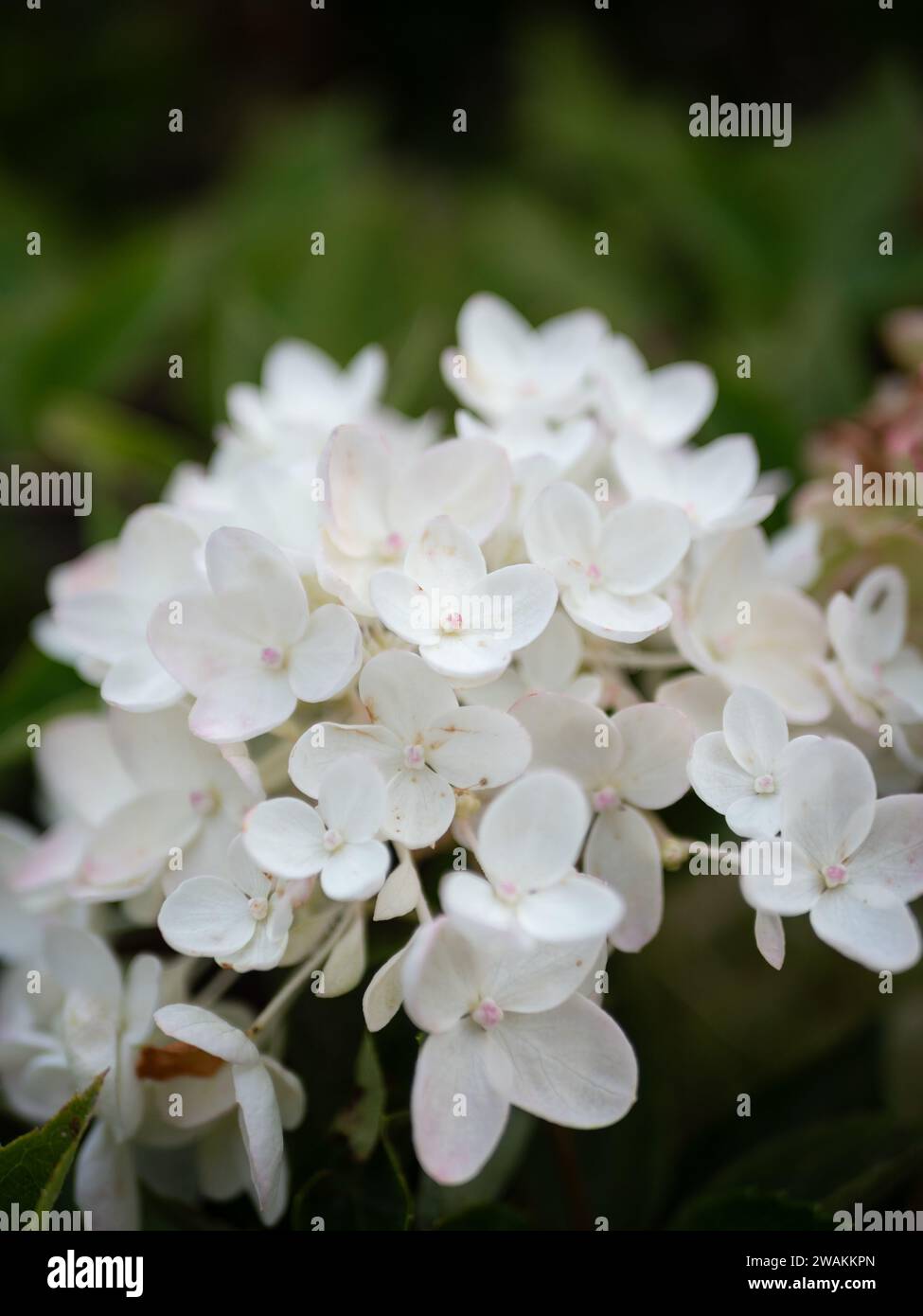 Eine lebendige Sammlung weißer Hortensien mit üppigem grünem Laub umgeben sie. Stockfoto