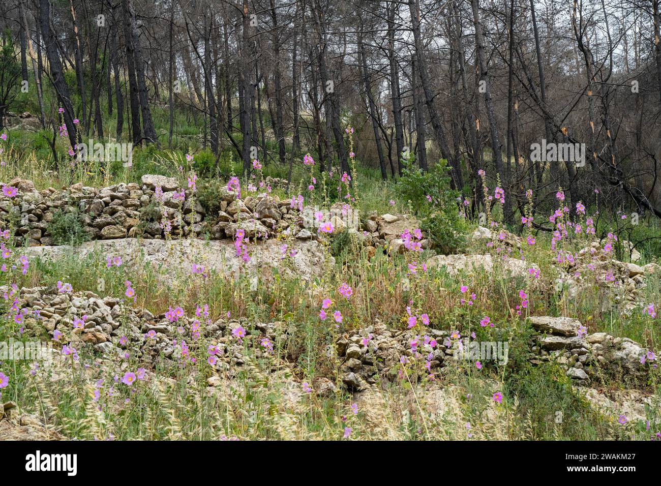 Alte landwirtschaftliche Terrassen mit Blumen und Vegetation, in einem verbrannten Wald im Judäa-Gebirge bei Jerusalem, Israel. Stockfoto