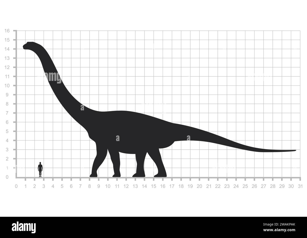 Vergleich der menschlichen und Dinosauriergrössen auf weißem Hintergrund isolierte Messskala. Argentinosaurus oder Brachiosaurus Silhouette schwarz. Vektorillustr Stock Vektor