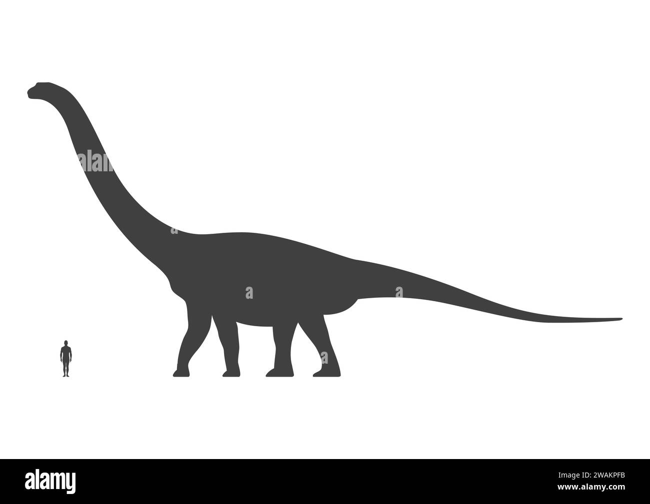 Vergleich von menschlichen und Dinosauriergrössen isoliert auf weißem Hintergrund. Argentinosaurus oder Brachiosaurus Silhouette schwarz. Vektorabbildung Stock Vektor