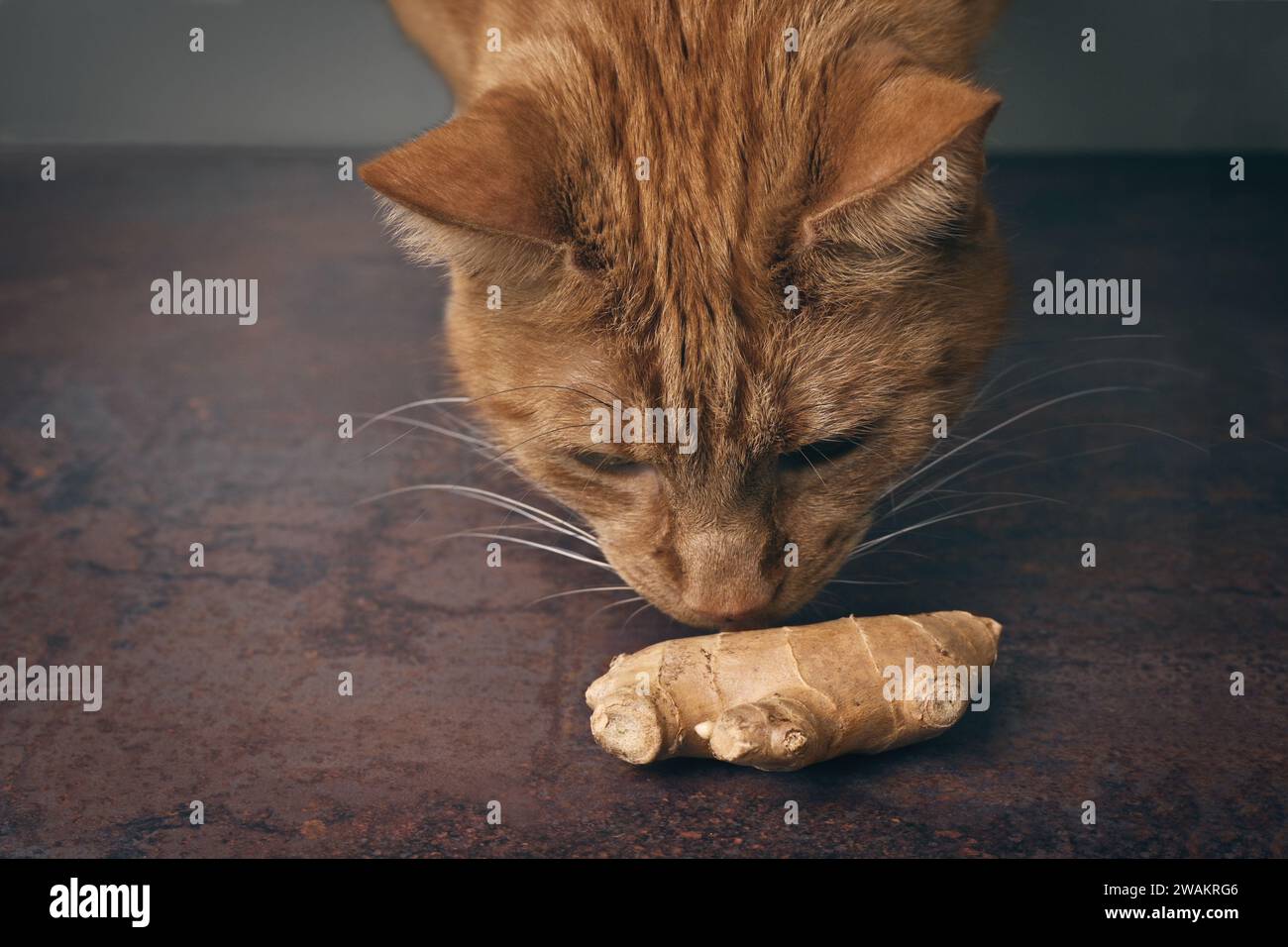 Rote Katze schnüffelt an Ingwerwurzel auf dem Tisch. Horizontales Bild mit selektivem Fokus. Stockfoto