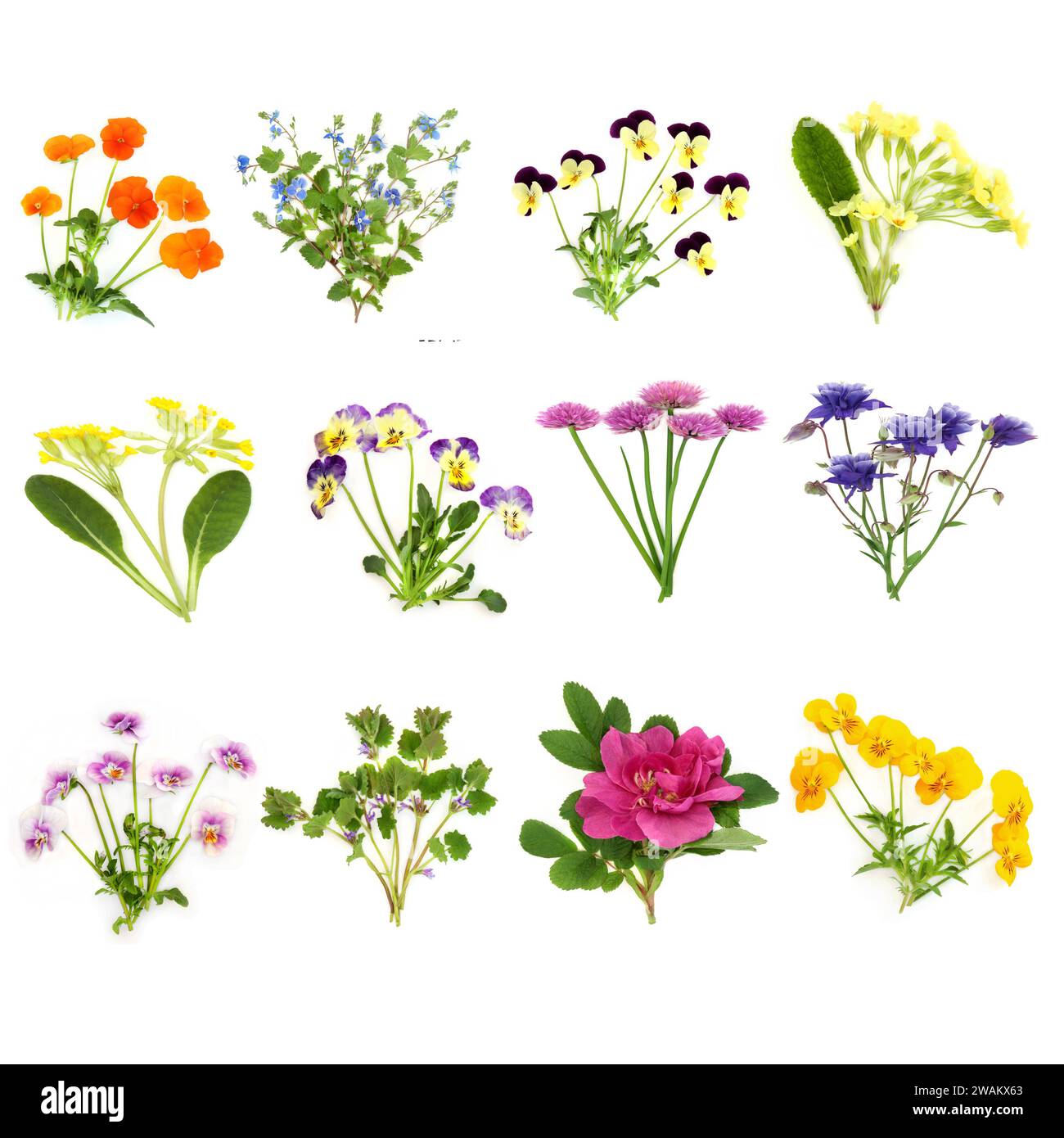 Frühling Sommer Europäische Blumen und Wildblumen große Sammlung. Florale Gesundheit Lebensmittel für Garnierung, Gewürze, Dekoration und natürliche Kräutermedizin. Stockfoto