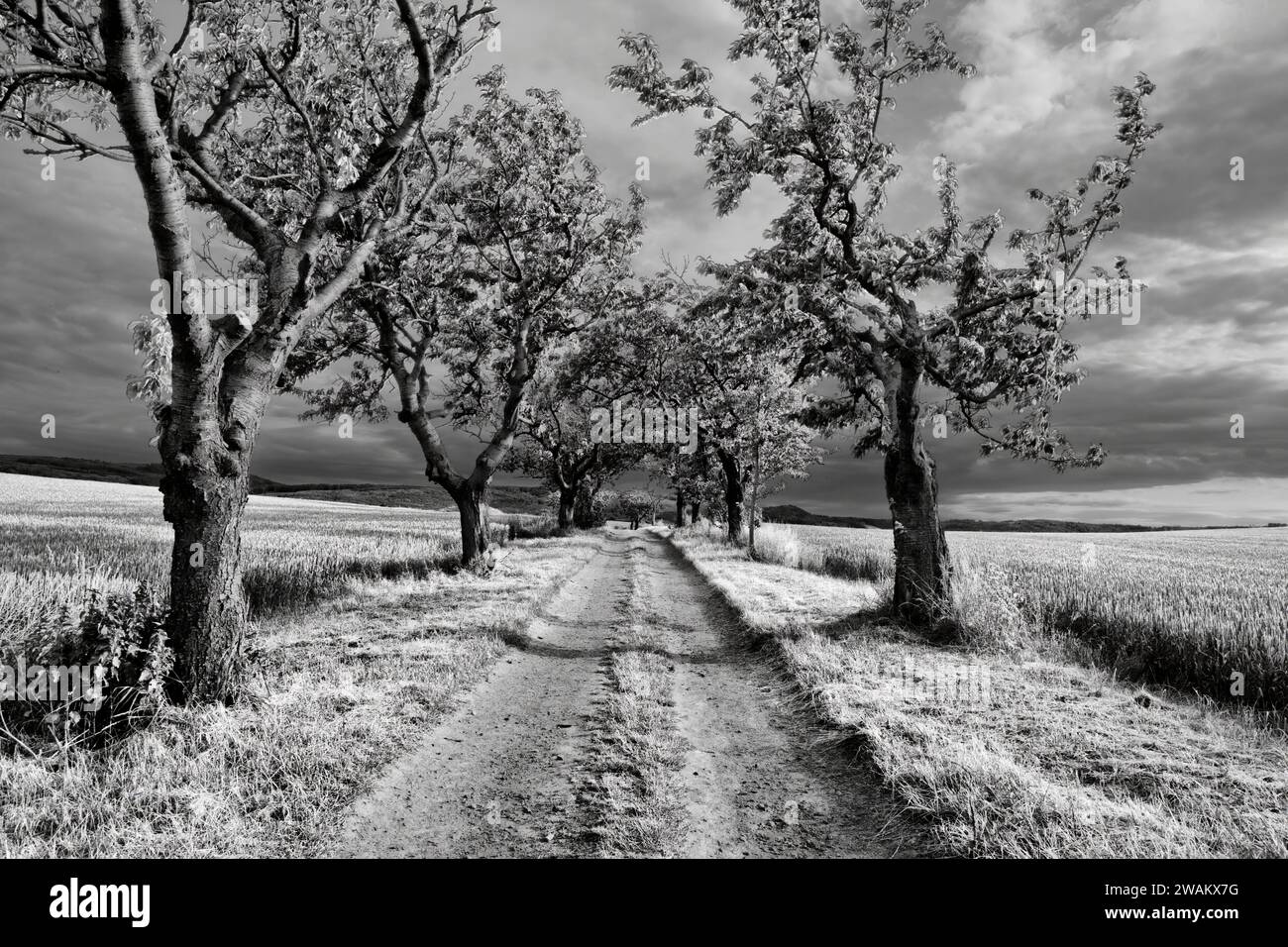 Landschaft mit Kirschallee, bei Blankenburg, Landkreis Harz, Sachsen-Anhalt, Deutschland, Europa Stockfoto