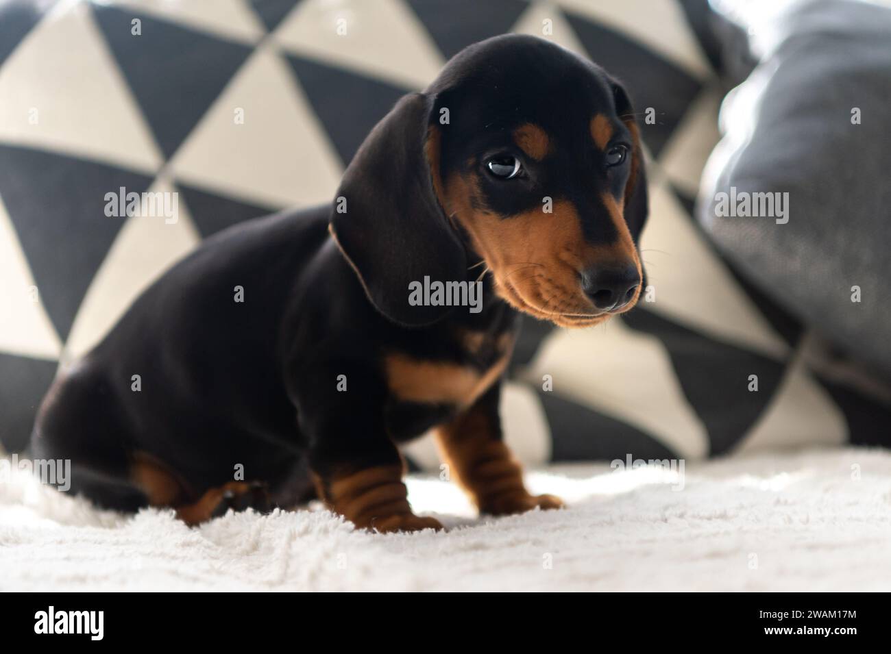Niedlicher kleiner Wursthund 10 Wochen alt auf dem grauen Sofa drinnen Stockfoto
