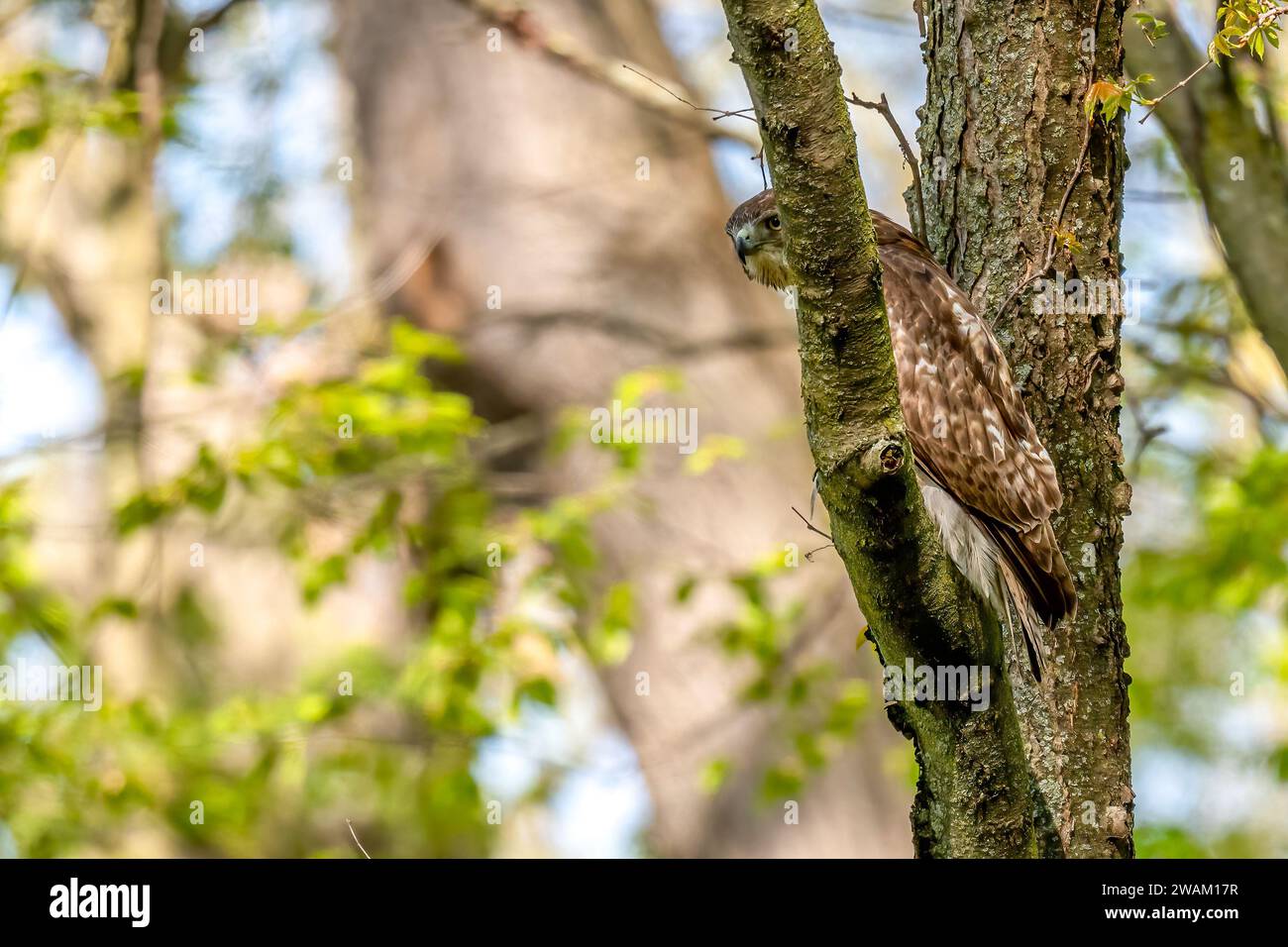 Ein Rotschwanzfalke (Buteo jamaicensis), der im Frühjahr in Michigan, USA nach Nahrung von einem Baumzweig sucht. Stockfoto