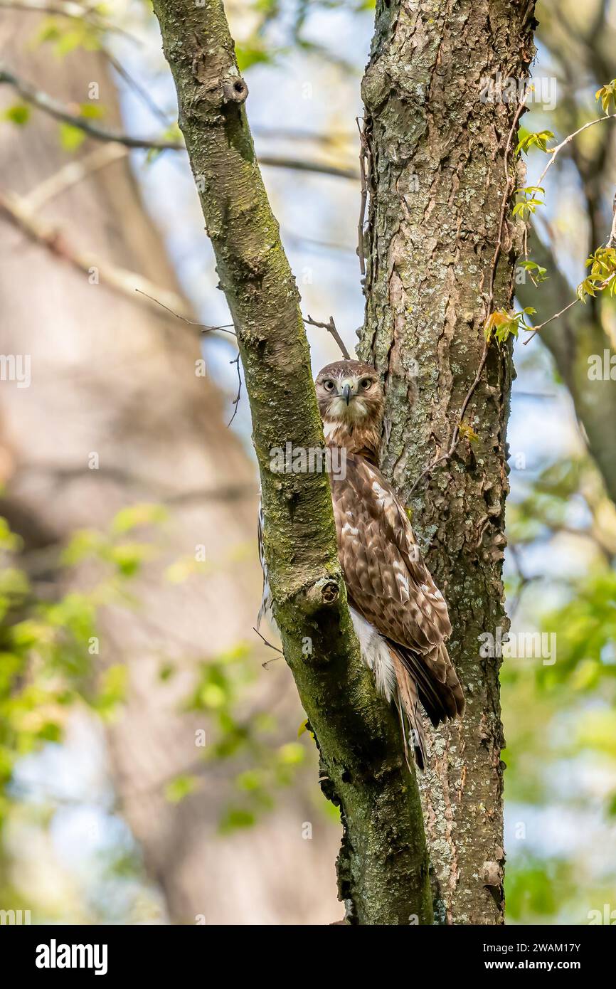 Ein Rotschwanzfalke (Buteo jamaicensis), der im Frühjahr in Michigan, USA nach Nahrung von einem Baumzweig sucht. Stockfoto