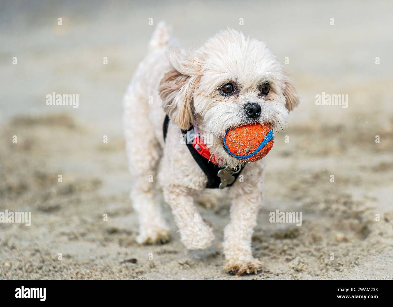 Niedlicher kleiner weißer Welpe, der am Sandstrand mit einem Ball im Mund läuft und spielt Stockfoto