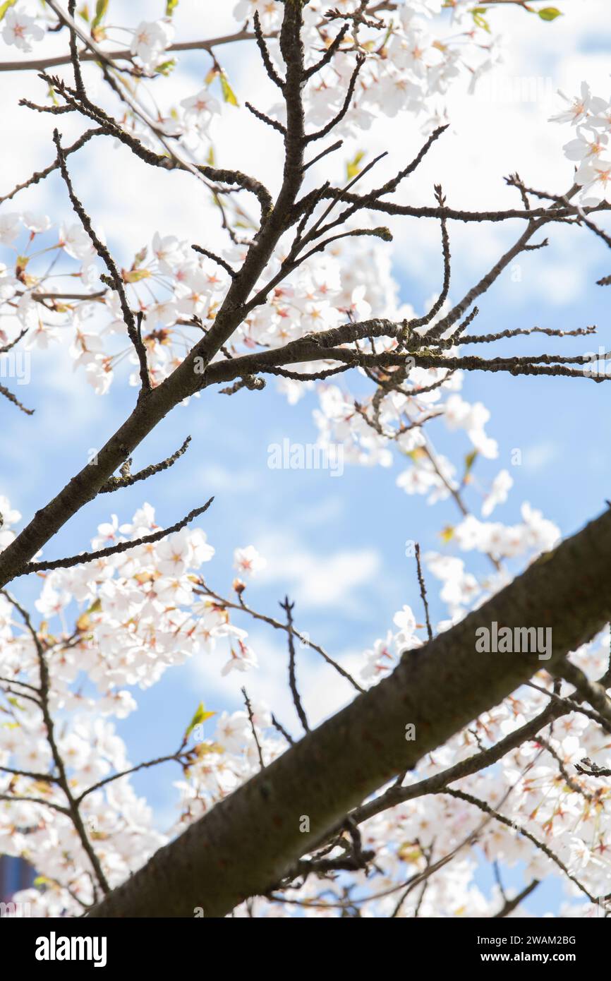 Dieses Foto zeigt eine ruhige Szene der Natur im Frühling mit einem blühenden Zweig vor einem klaren Himmel. Die zarten Blütenblätter und die leuchtenden Blumen Stockfoto