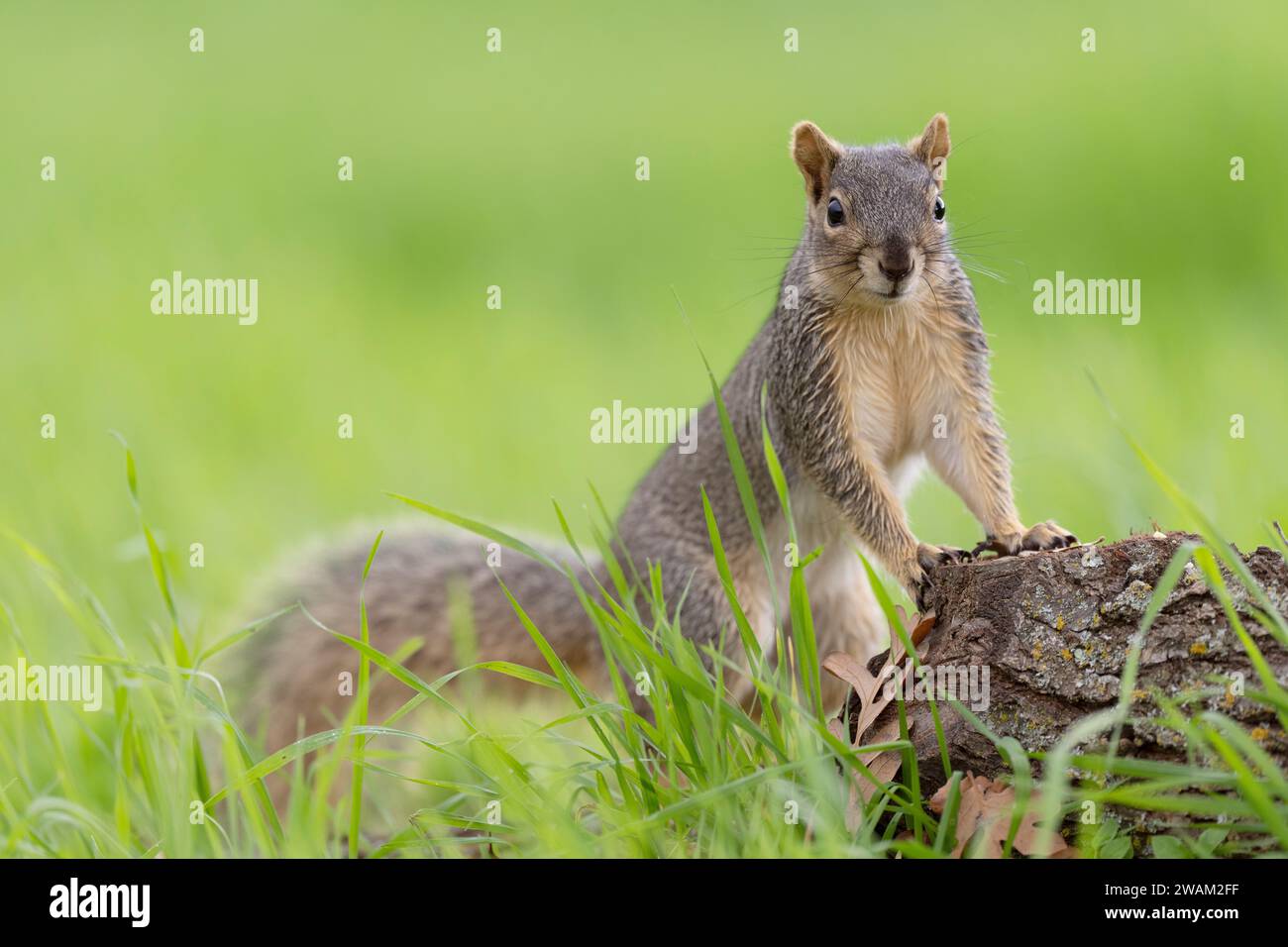 Eastern Fox Squirrel (Sciurus niger) Sacramento County Kalifornien USA Stockfoto