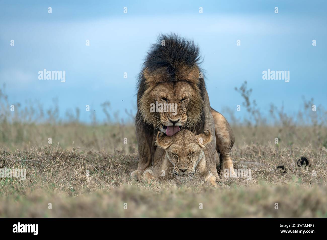 Eine Frontalansicht eines Paarungspaares von Löwen bei der Paarung mit dem männlichen auf dem Weibchen im Serengeti-Nationalpark, Tansania Stockfoto