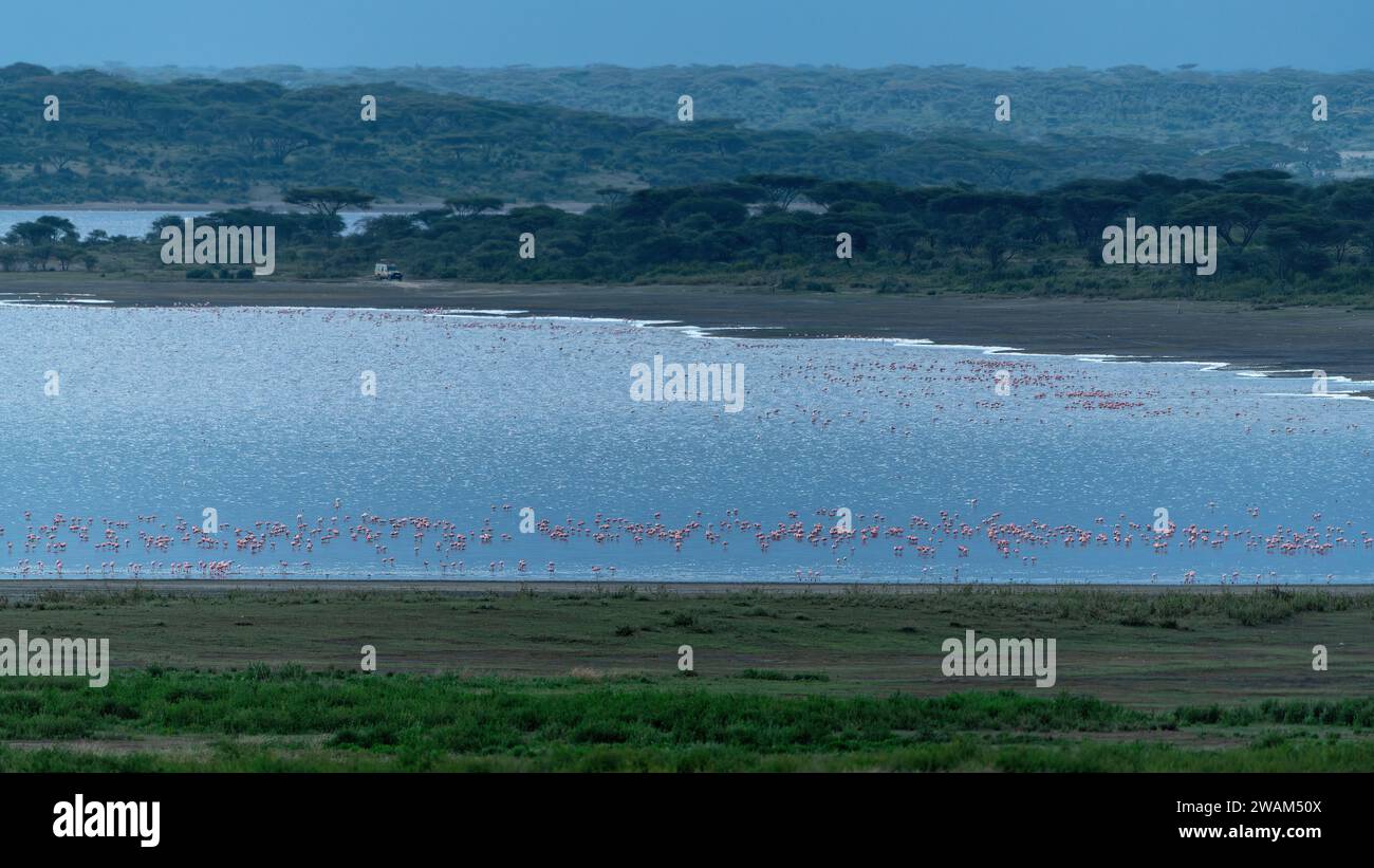 Habitatbild einer gemischten Schar von größeren und kleineren Flamingos, die am Ndutu-See in Tansania auf der Suche sind Stockfoto