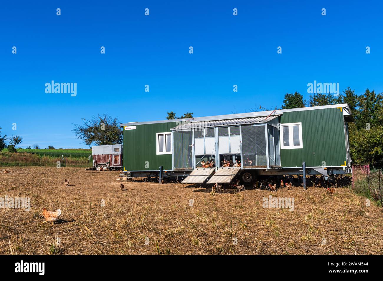 Anhänger als Hühnerhaufen, Konzept von Freilandhühnern, Bio-Hühnern Stockfoto