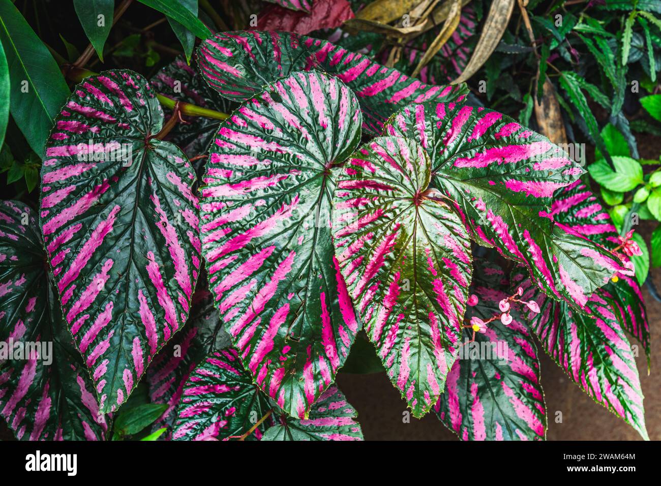 Caladium-Pflanze, eine Gattung von blühenden Pflanzen der Familie Araceae. Sie sind oft unter dem gemeinsamen Namen Elefantenohr, Herz Jesu und Engelsflügel bekannt Stockfoto