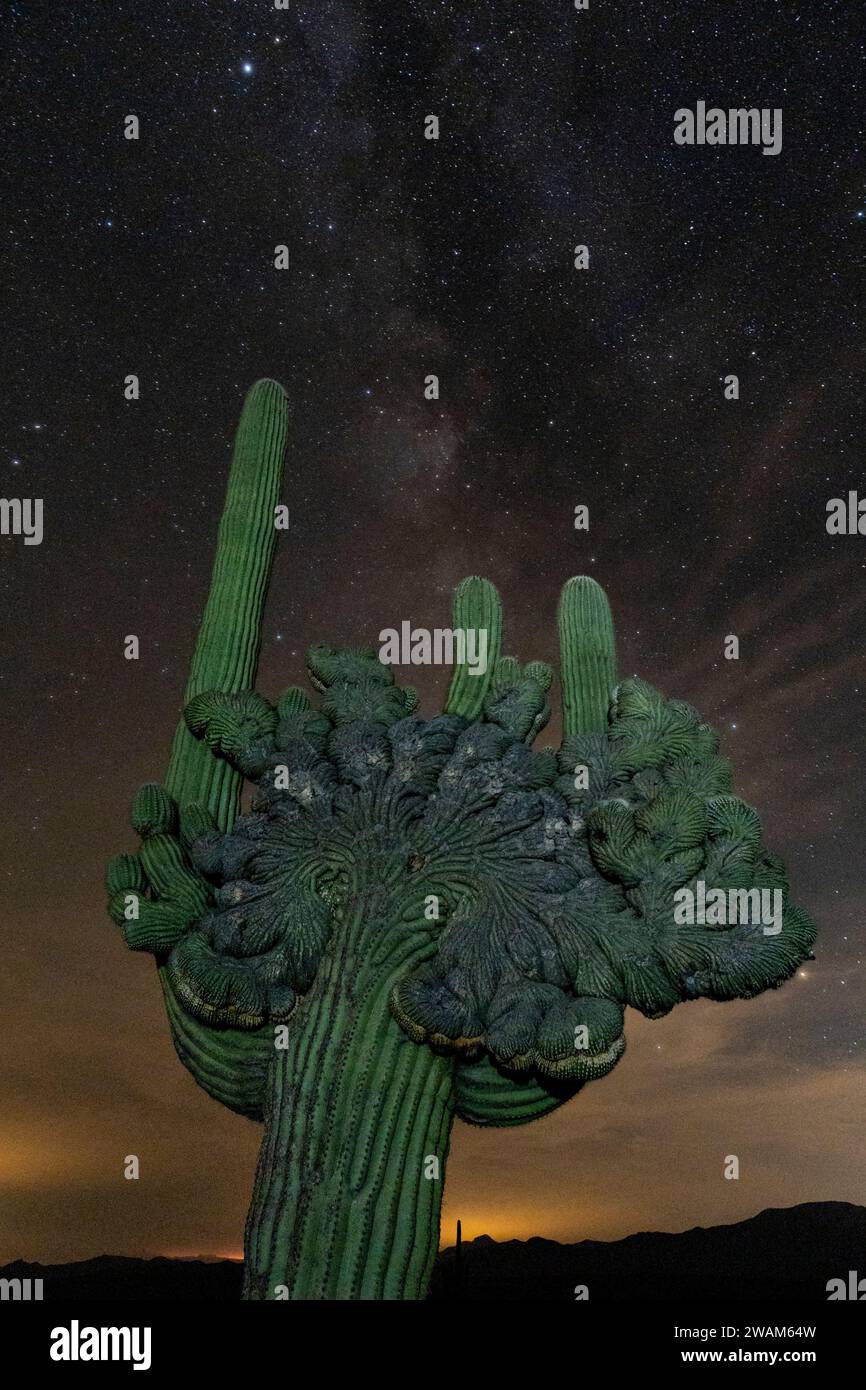 Medusa-Saguaro, Cochise County, Arizona Stockfoto