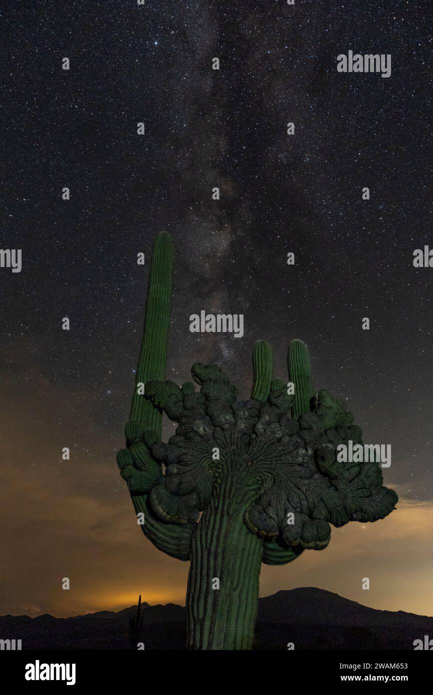Medusa-Saguaro, Cochise County, Arizona Stockfoto