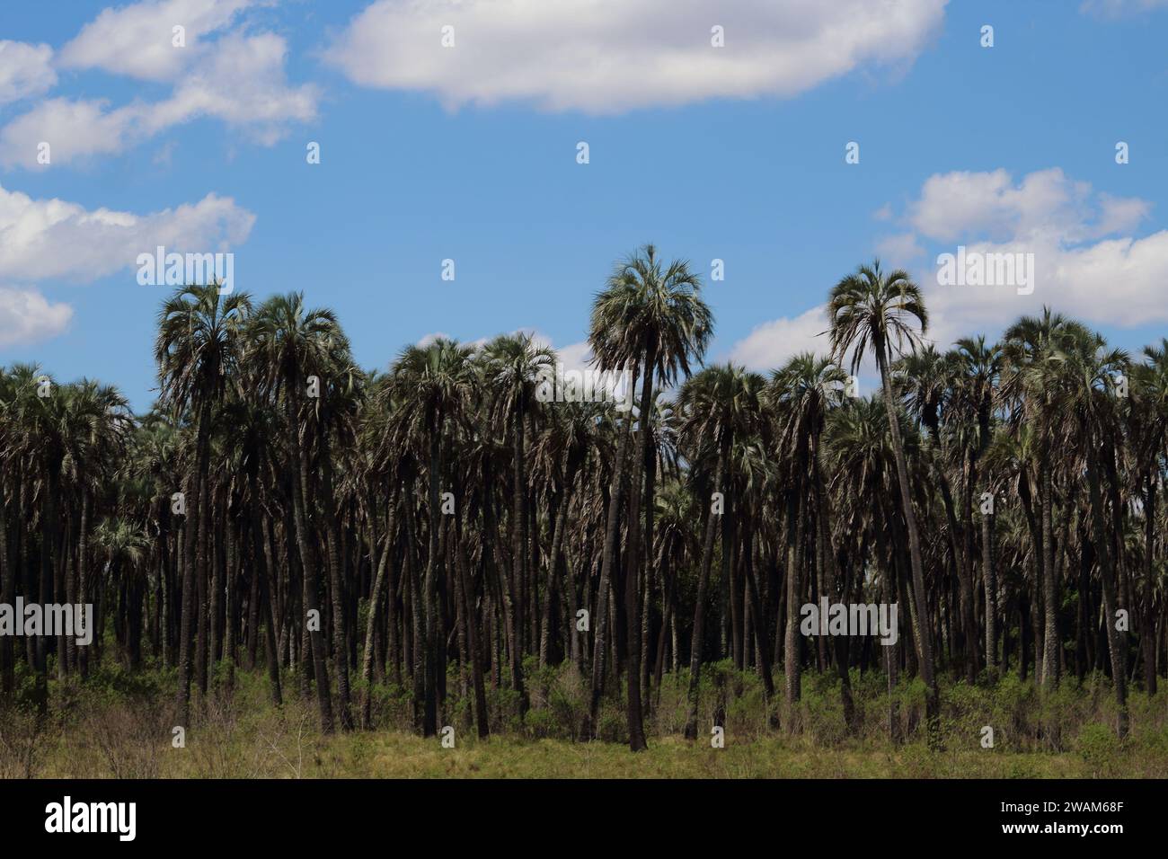 Palmeras Yatay im Nationalpark Entre Rios Argentinien Stockfoto