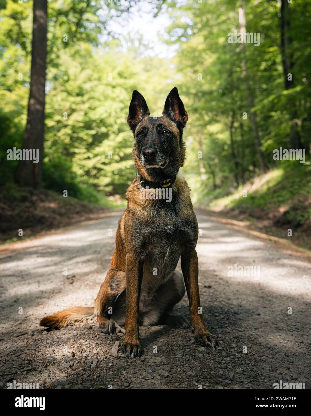 Ein großer Hund liegt auf einer ländlichen Feldstraße mit einem üppigen Wald im Hintergrund. Stockfoto