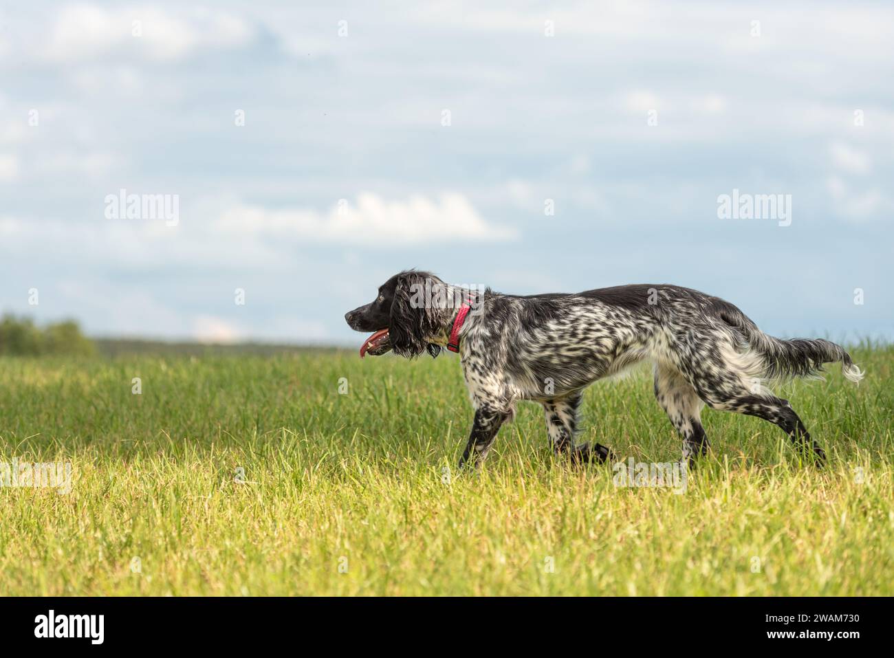 Junge stolz English Springer Spaniel Jagd Hund auf einer Wiese Stockfoto