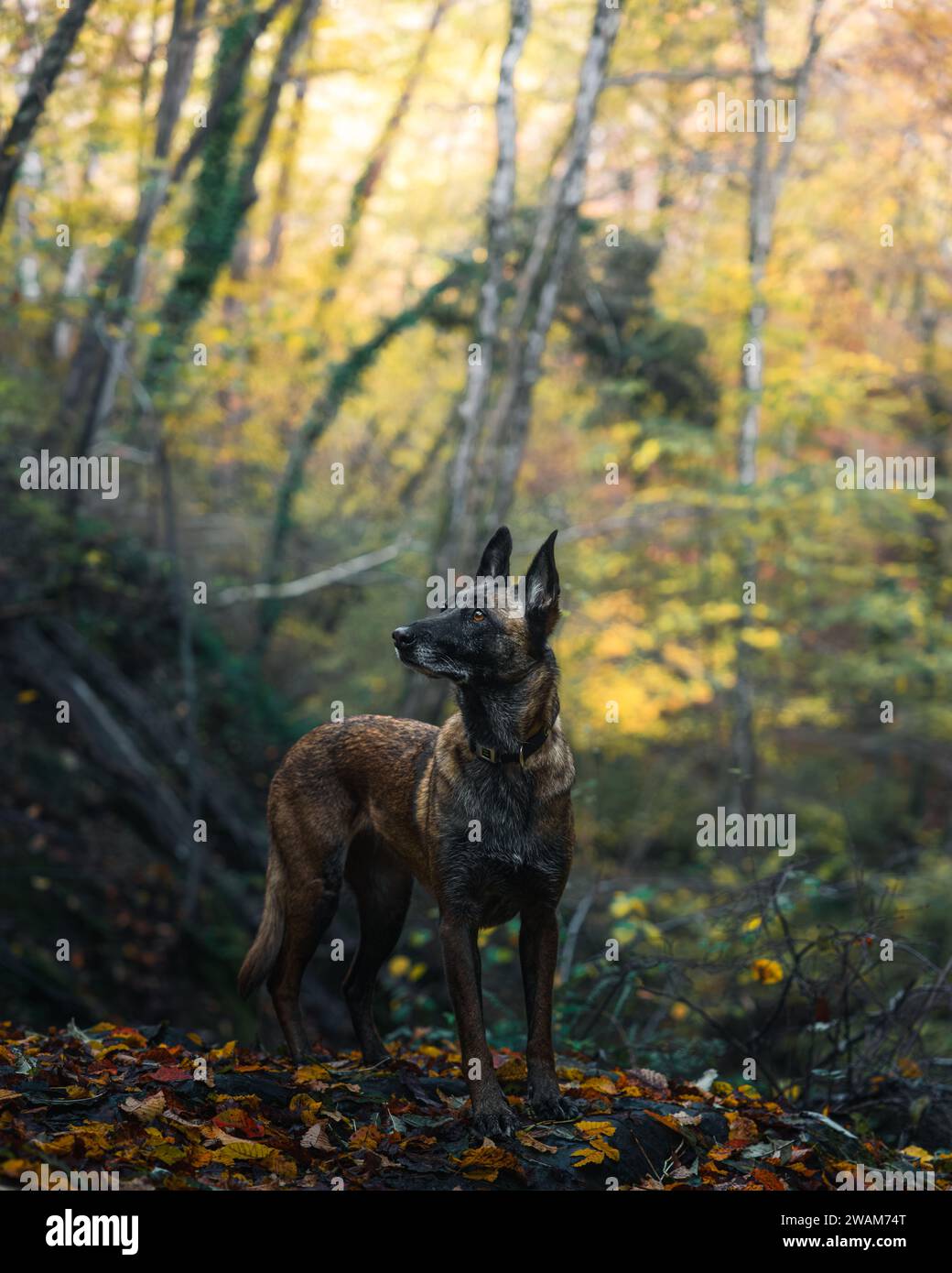 Ein entzückender Hundebegleiter steht in einer malerischen Herbstszene. Stockfoto