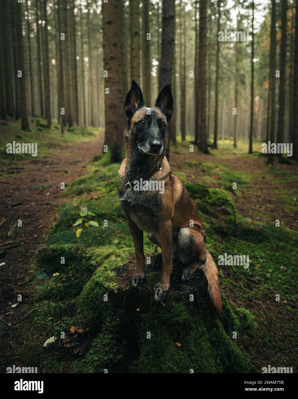 Ein großer Hund, der auf einem hölzernen Baumstumpf in einem grasbewachsenen Waldgebiet sitzt. Stockfoto