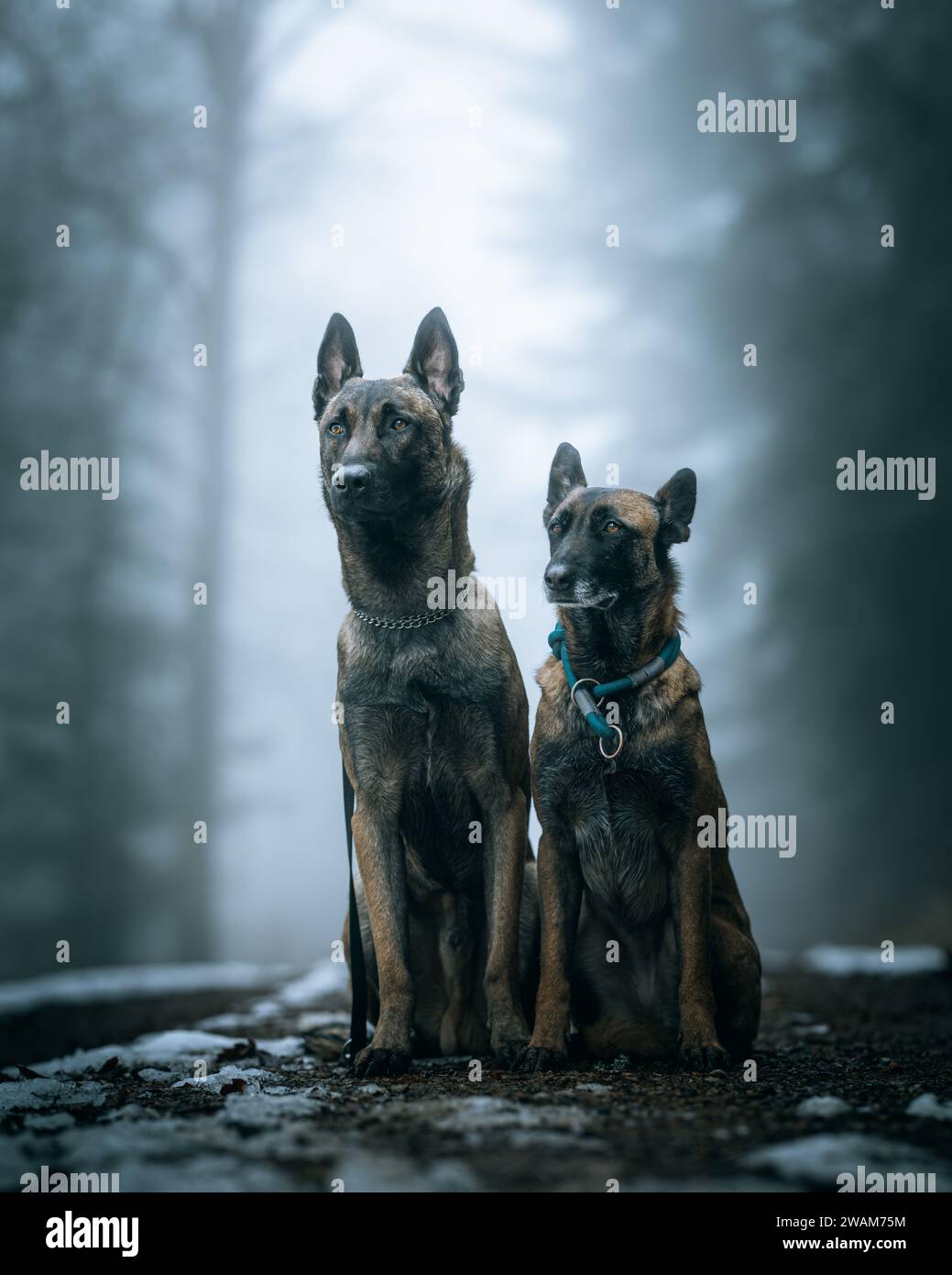 Die beiden liebenswerten Hunde sitzen nebeneinander in einem friedlichen Wald. Stockfoto