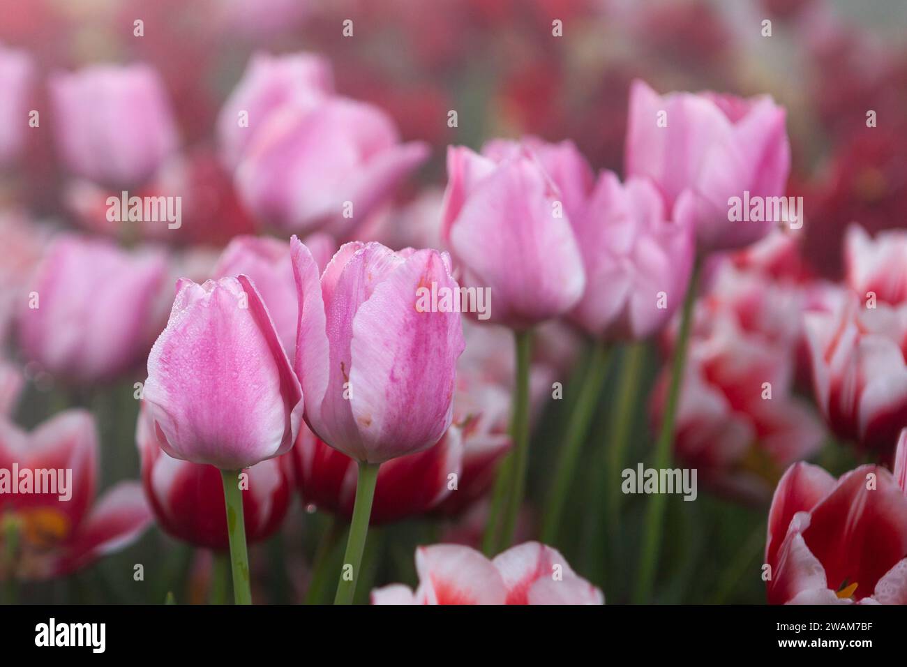 Schöne rosa Tulpenblüten in grünem Gras. Tulpenknospen aus nächster Nähe. Stockfoto