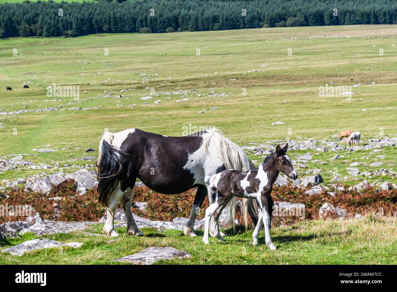 Wilde Pferde im Bodmin Moor in Cornwall, England. Gesehen am Rough Tor, dem zweithöchsten Punkt Cornwalls. Stockfoto