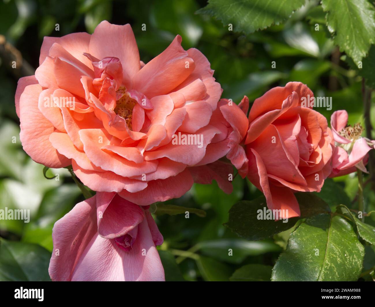 Lachsrosa Rosen aus nächster Nähe mit einigen verwelkenden Blütenblättern, die einen Zaun erklimmen oder Rosa „Old Blush“ in Faringdon, Oxfordshire, Großbritannien bauen Stockfoto